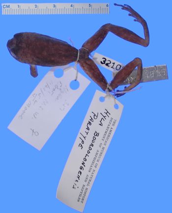 Media type: image; Herpetology A-32108